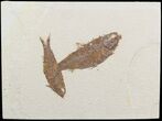 Fossil Fish (Knightia) Multiple Plate - Wyoming #48123-1